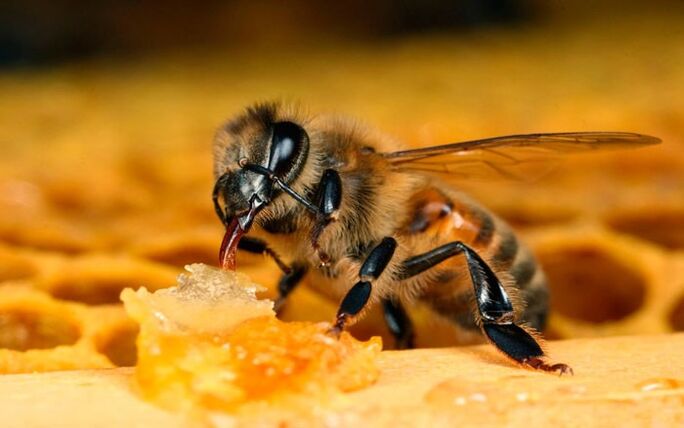 Μελισσοθεραπεία για την οστεοχονδρωσία